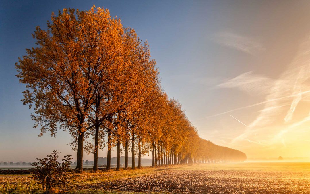 Klompenpaden in Gelderland en Utrecht