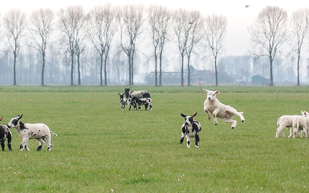 Boerderijeducatie